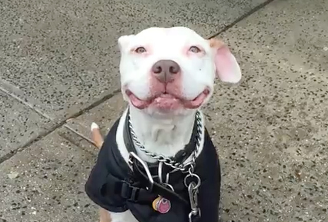 比特犬甜甜“微笑”　让他顺利找到一个家