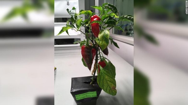 ▲埃斯帕诺拉辣椒（Española chile pepper）将送往外太空种植。